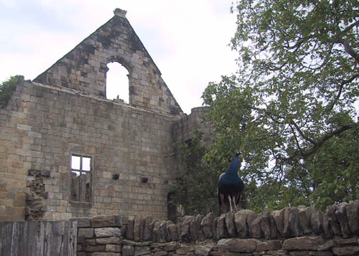 Peacock with the Great Hall behind it