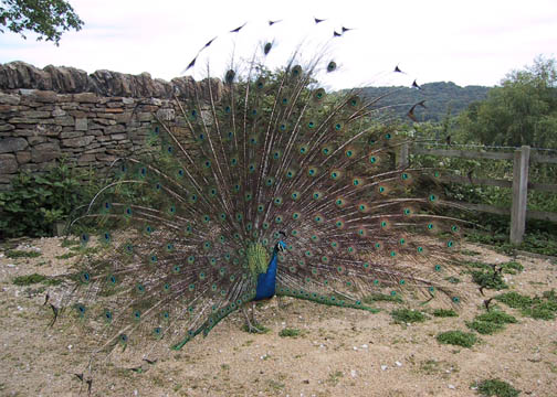 Peacock showing off its magnificent feathers