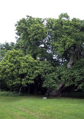 A very old tree next to the Abbot's House