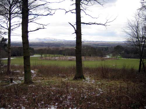 A clearing in the Carberry Woodlands