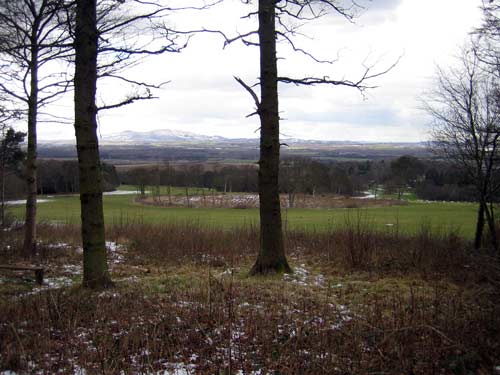 A clearing in the Carberry Woodlands