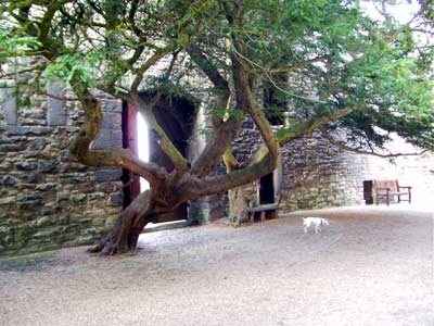 Tree growing in the inner courtyard