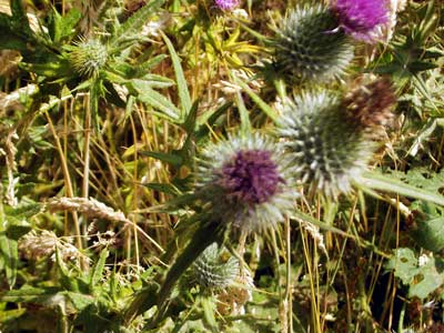 Thistles in bloom (August 05)