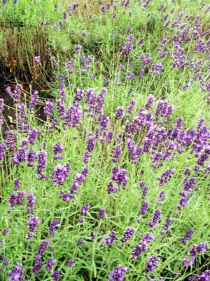 Lavender in bloom