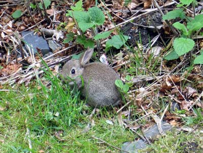 Cute bunny on the grounds of Neidpath