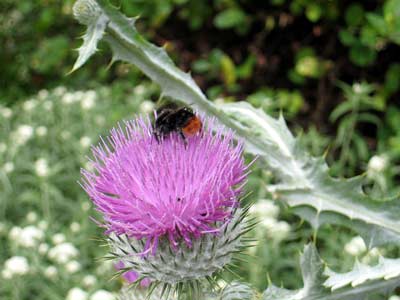 Bumble bee and thistle