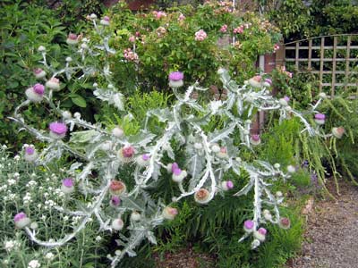 Thistles in bloom in Priorwood Garden